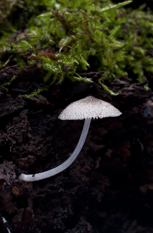 Pluteus hispidulus